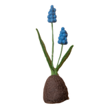 Standing Hyacinth