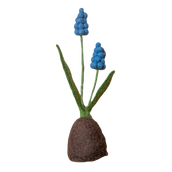 Standing Hyacinth